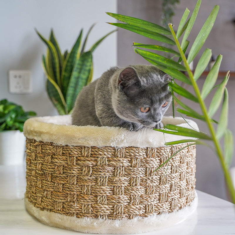 Cat basket bed